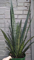 Sansevieria Snakeskin
