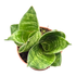 4" Sansevieria Green Hahnii plant photo