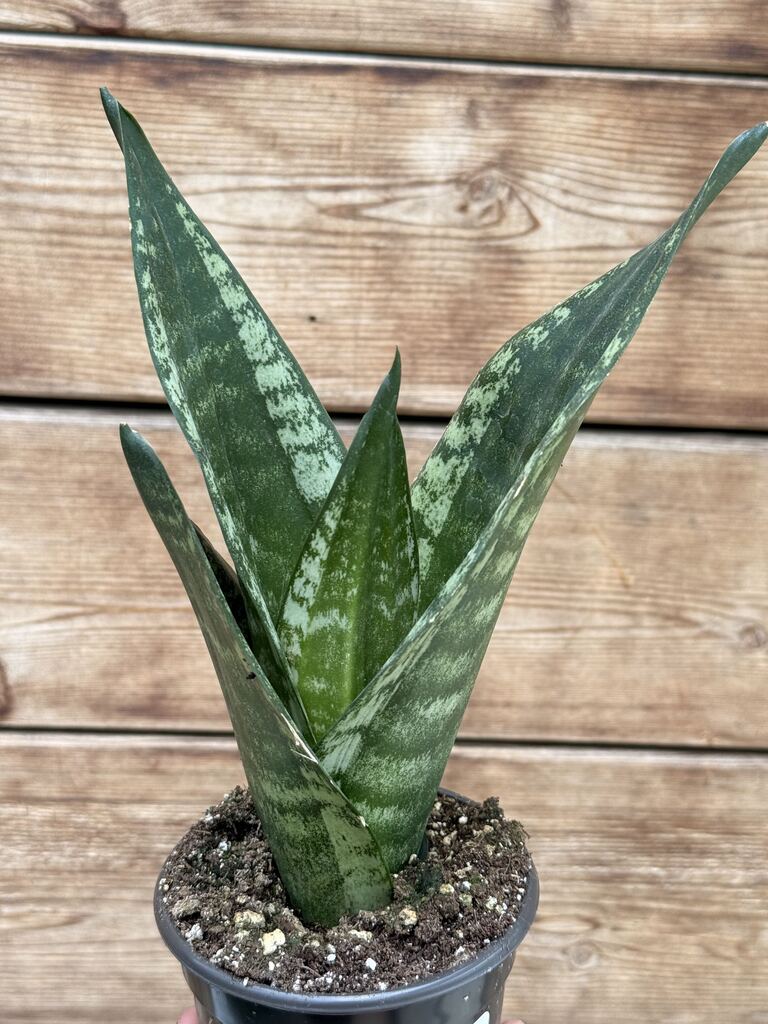 Sansevieria Whitney