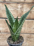 Sansevieria Whitney