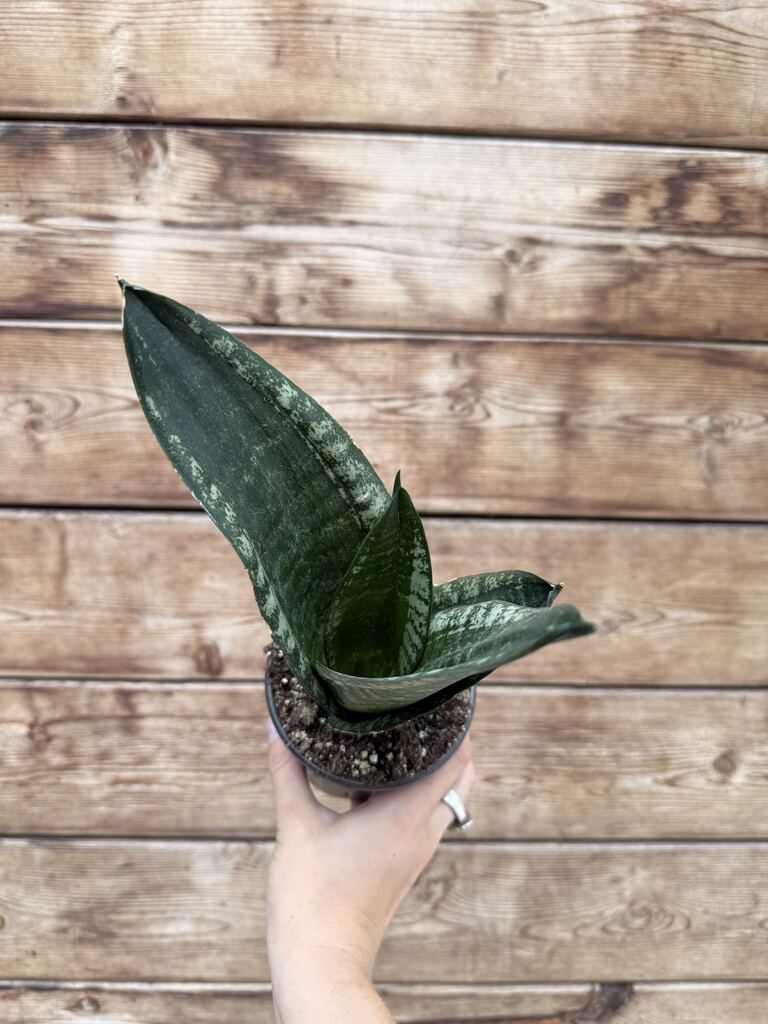 Sansevieria Whitney