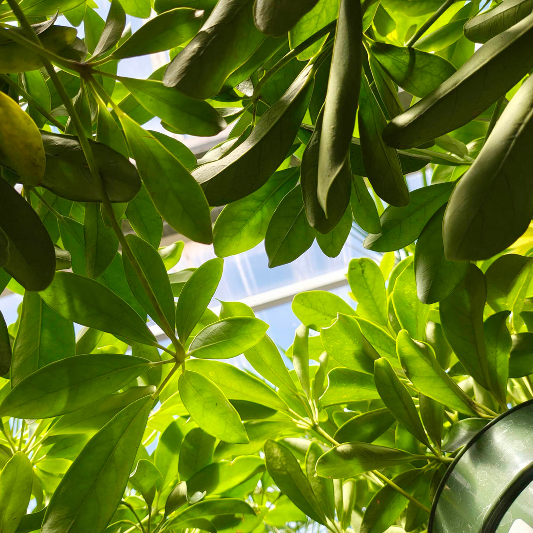 14" Schefflera Arboricola Std plant photo