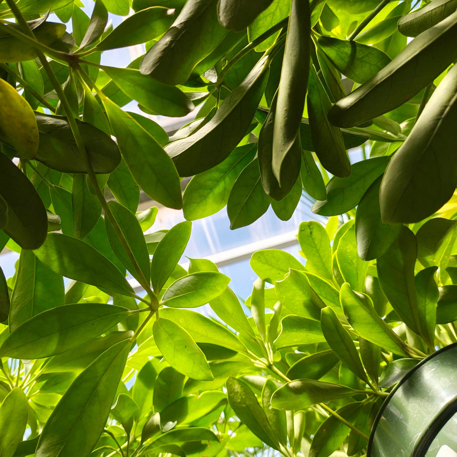 14" Schefflera Arboricola Std plant photo