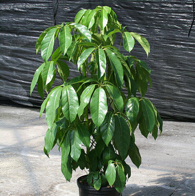 Schefflera Amate plant photo