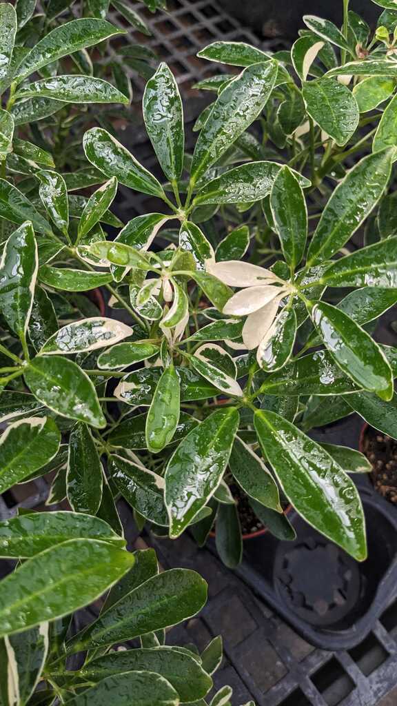 Schefflera Arboricola Moondrop