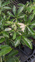 Schefflera Arboricola Moondrop