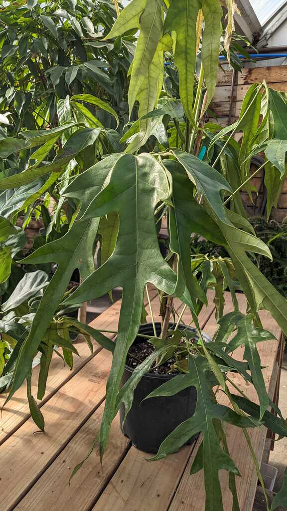 Schefflera Mato