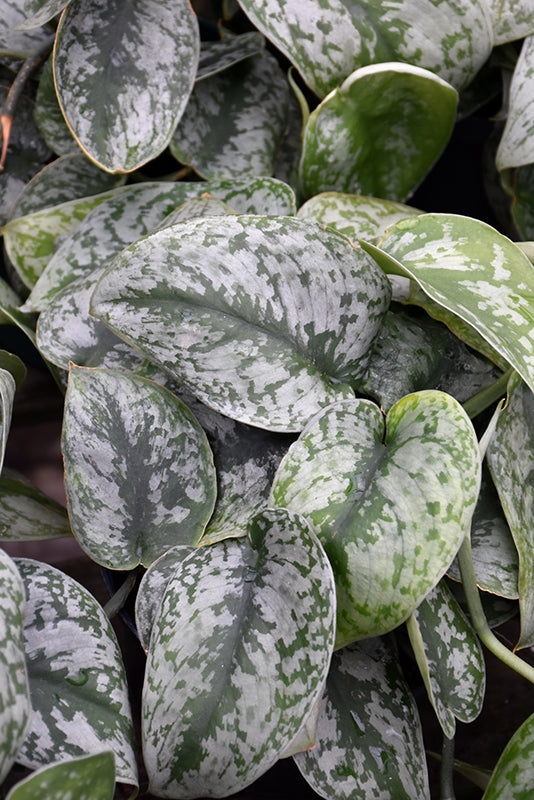 4" Scindapsus Silver Satin