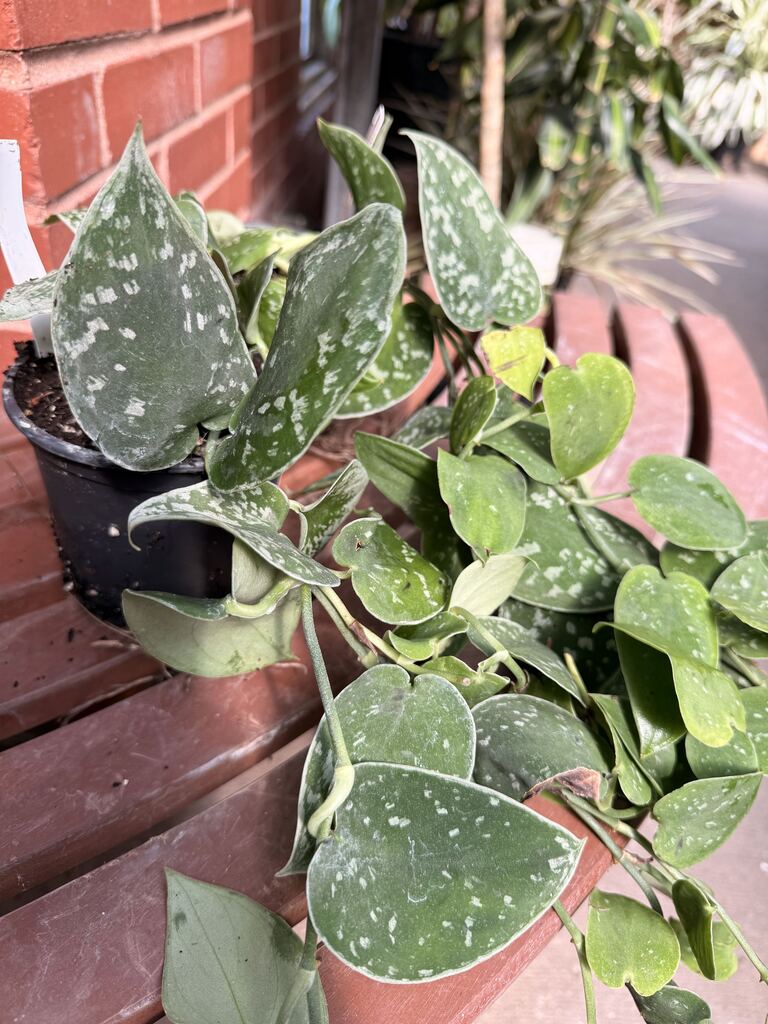 Scindapsus Silver Splash
