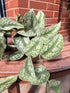 Scindapsus Silvery Ann
