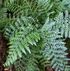 4" Fern Austral Gem plant photo
