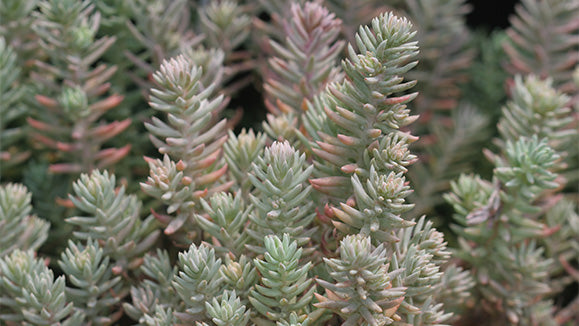 Blue Spruce Sedum 1qt plant photo