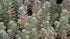 Blue Spruce Sedum 1qt plant photo