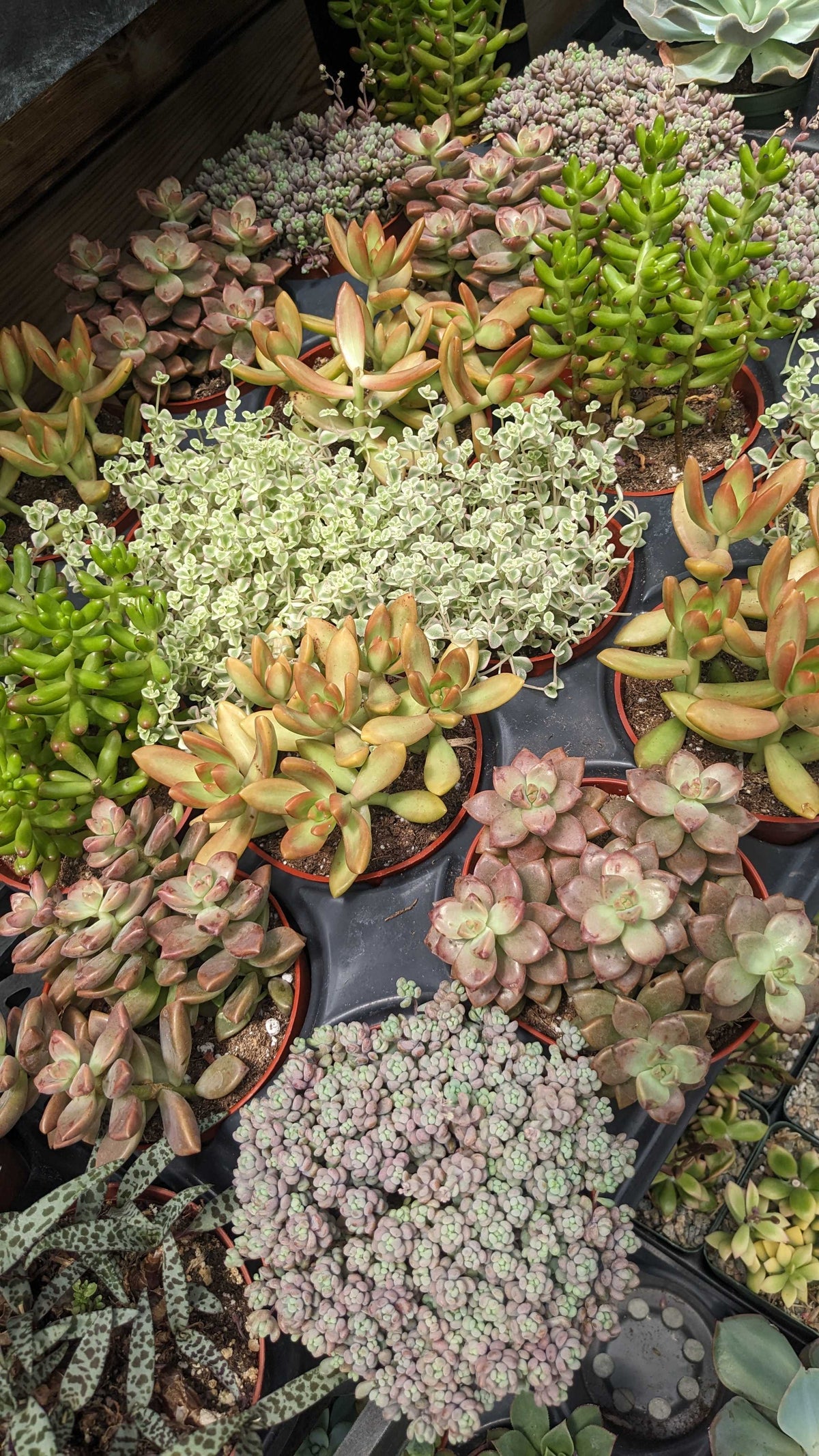 Sedum