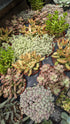 Sedum