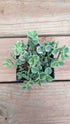 Sedum Lime twister