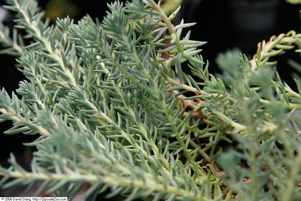 Blue Spruce Sedum 1qt plant photo