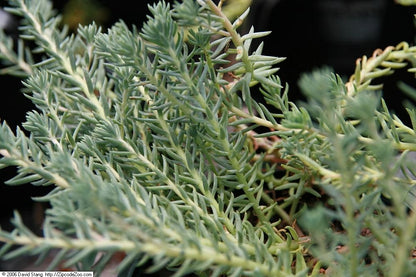 Blue Spruce Sedum 1qt plant photo