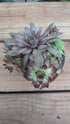 Sempervivum campfire trio