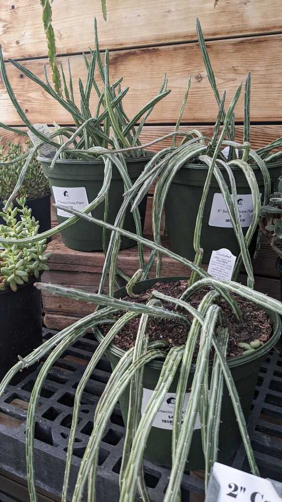 Senecio Pickle Plant