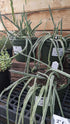 Senecio Pickle Plant