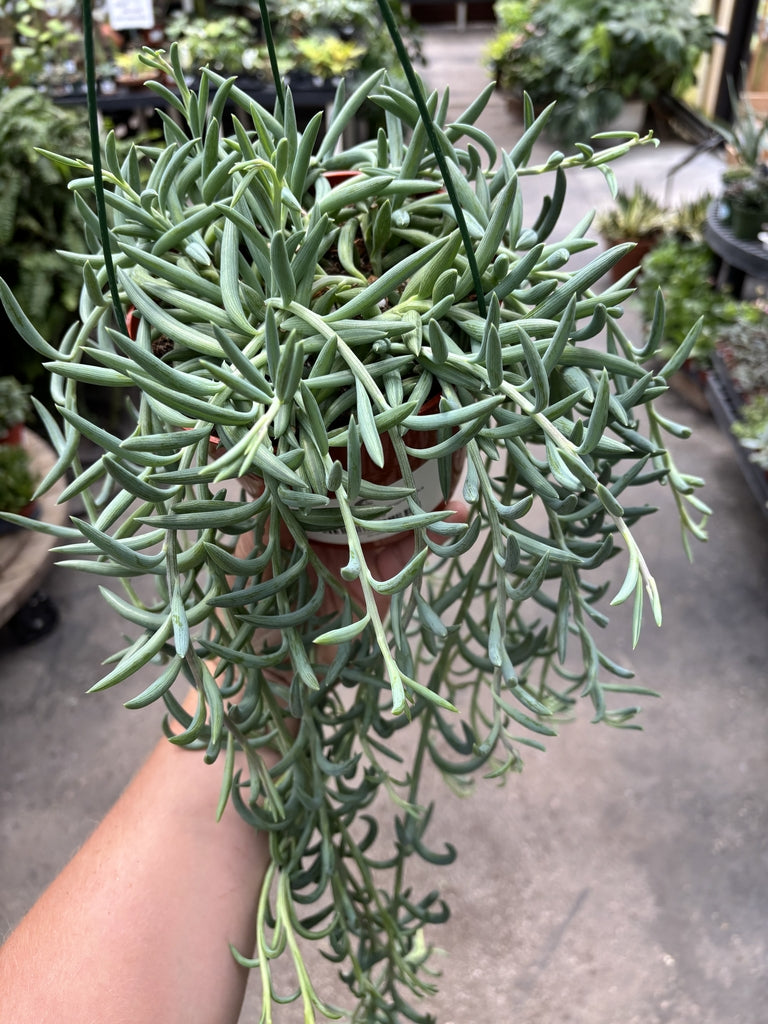 Senecio String of Fishhooks