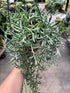 Senecio String of Fishhooks