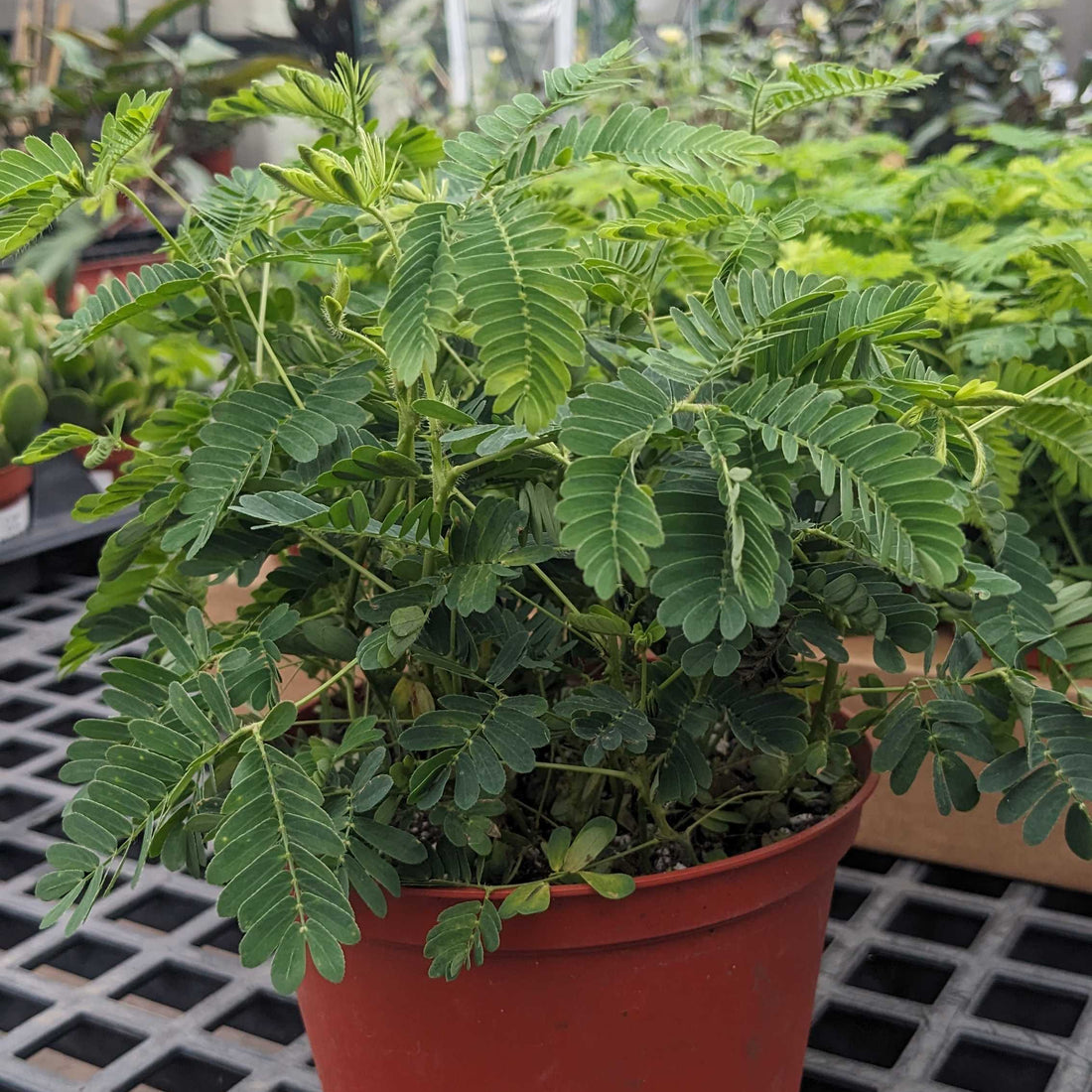 Sensitive plant
