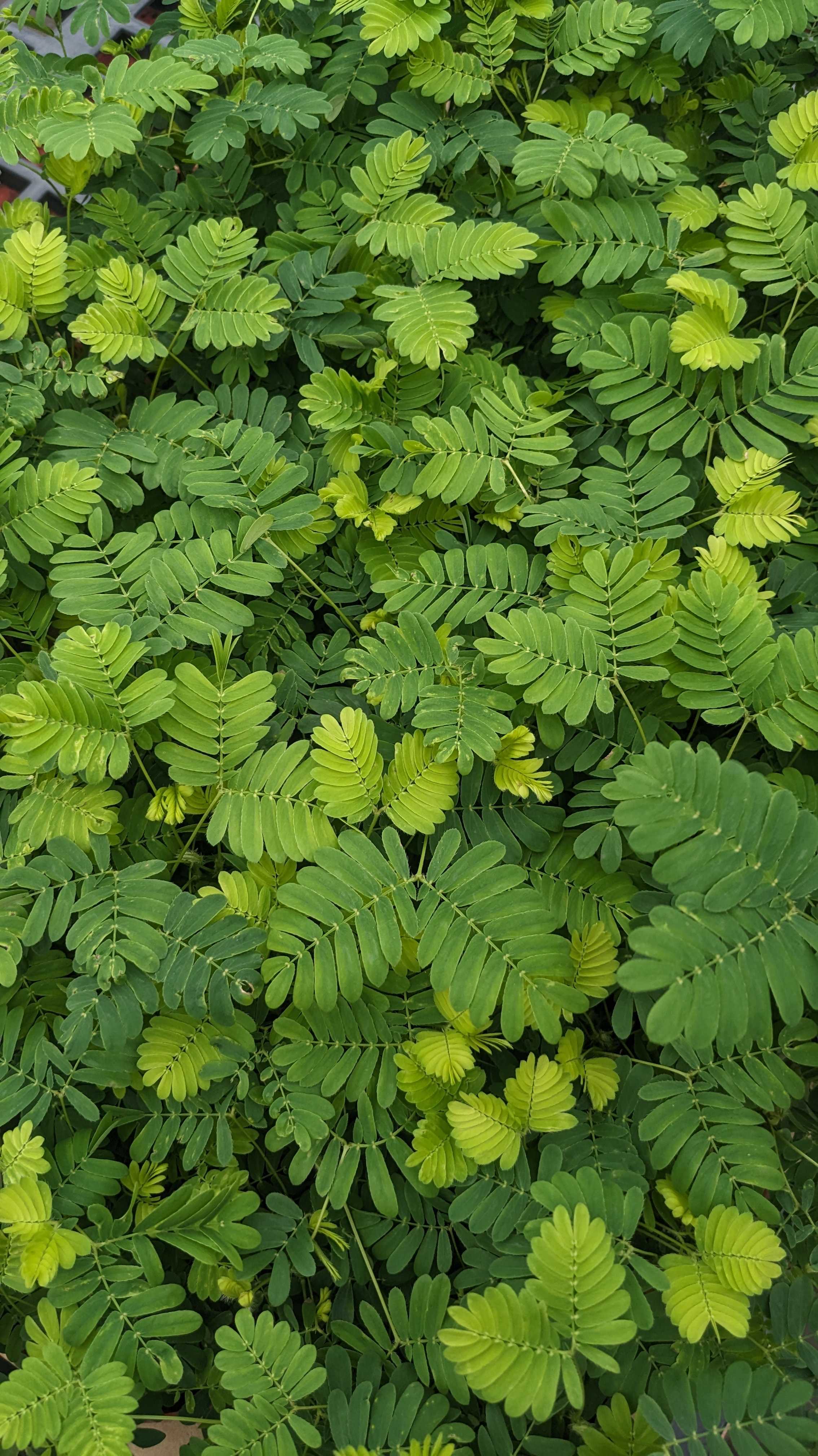 Sensitive plant
