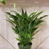 Spathiphyllum Domino plant photo