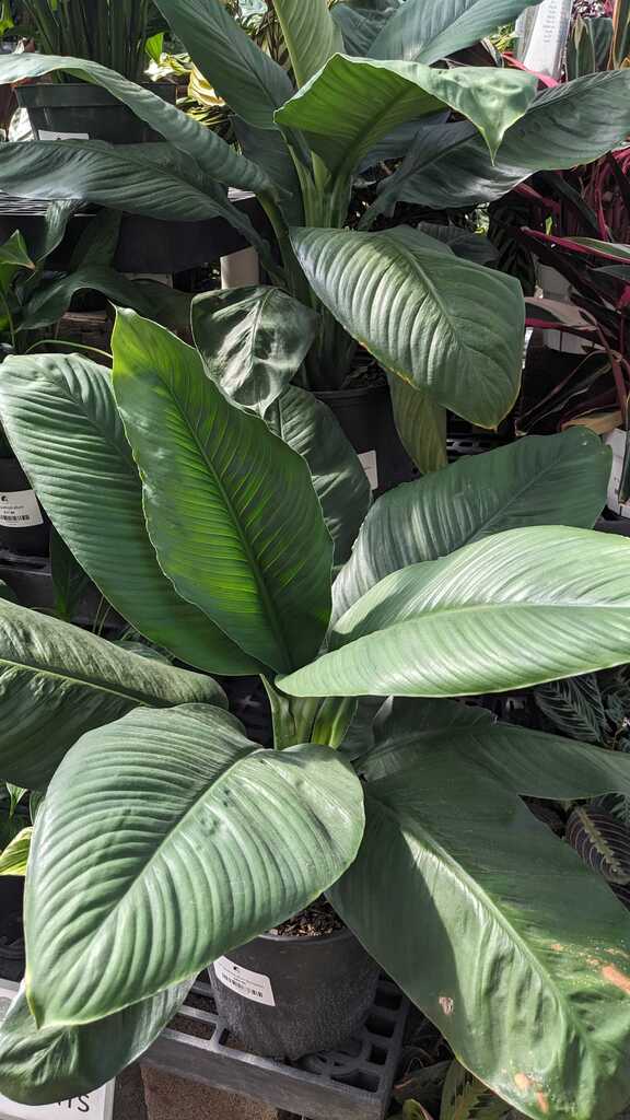Spathiphyllum Sensation
