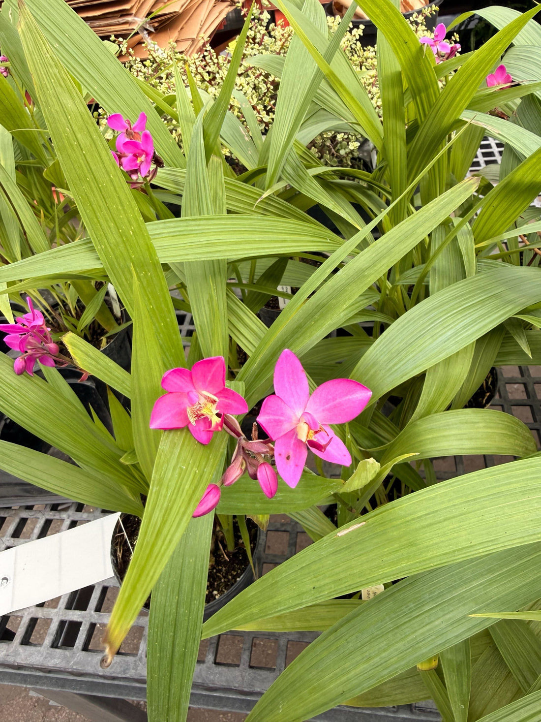 6" Spathoglottis Ground Orchid