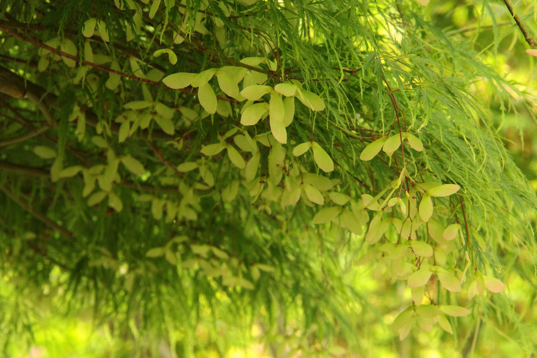 Japanese Maple &