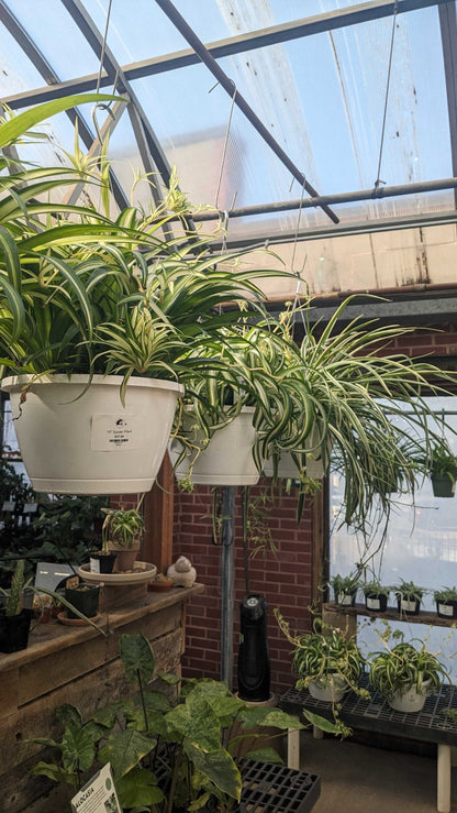 6" Spider Plant