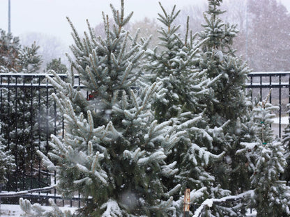 Spruce &