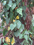 4" Philodendron Cordatum plant photo