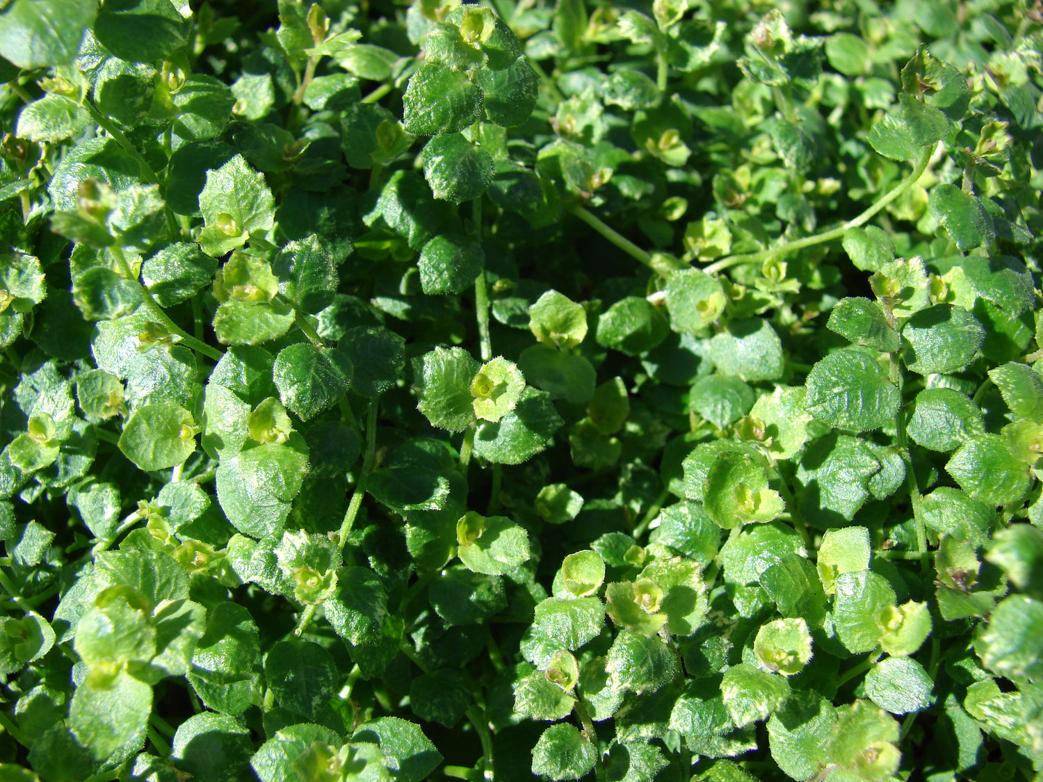 Blue Star Creeper 1 QT plant photo