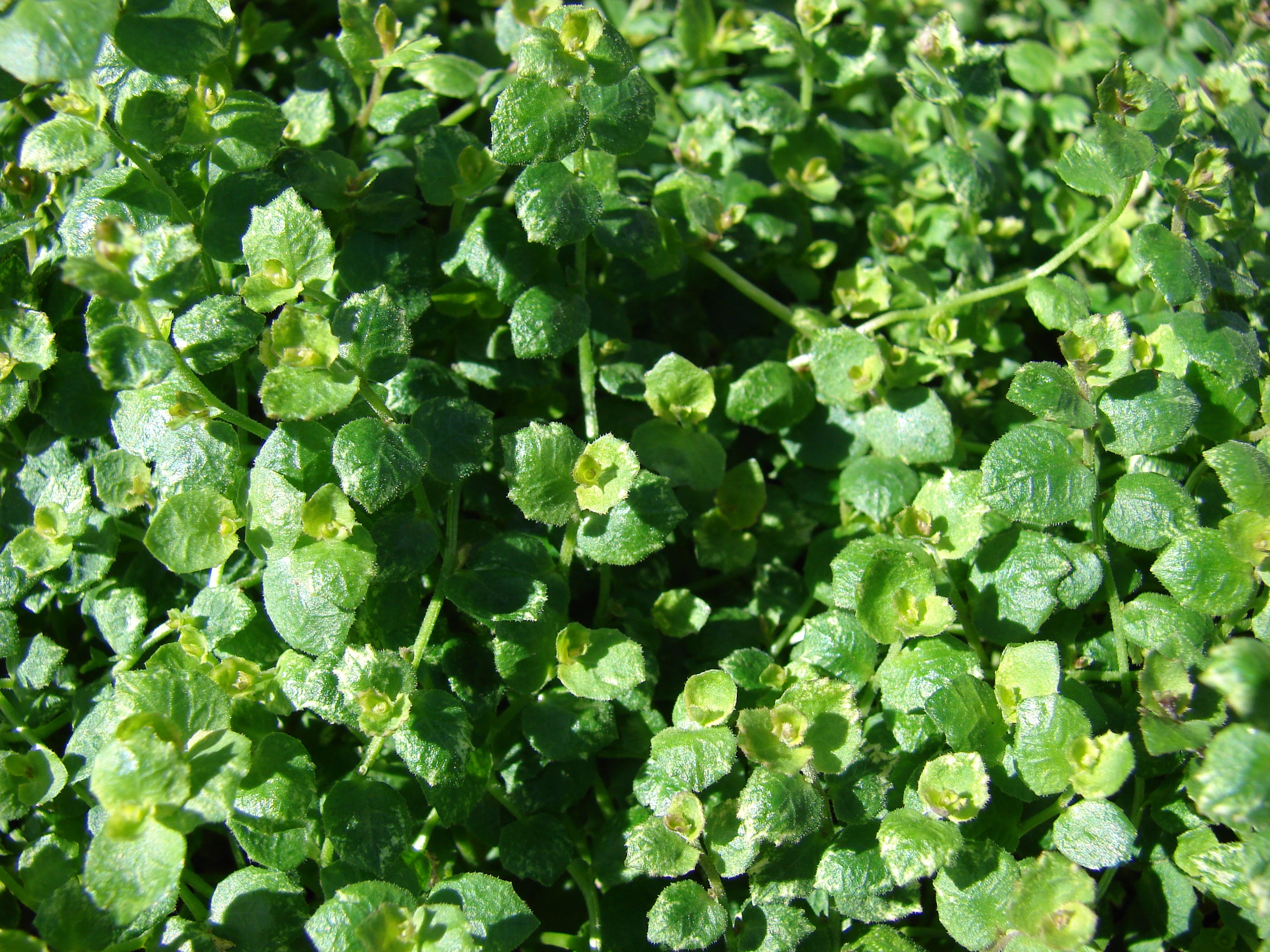 Blue Star Creeper 1 QT plant photo