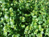 Blue Star Creeper 1 QT plant photo
