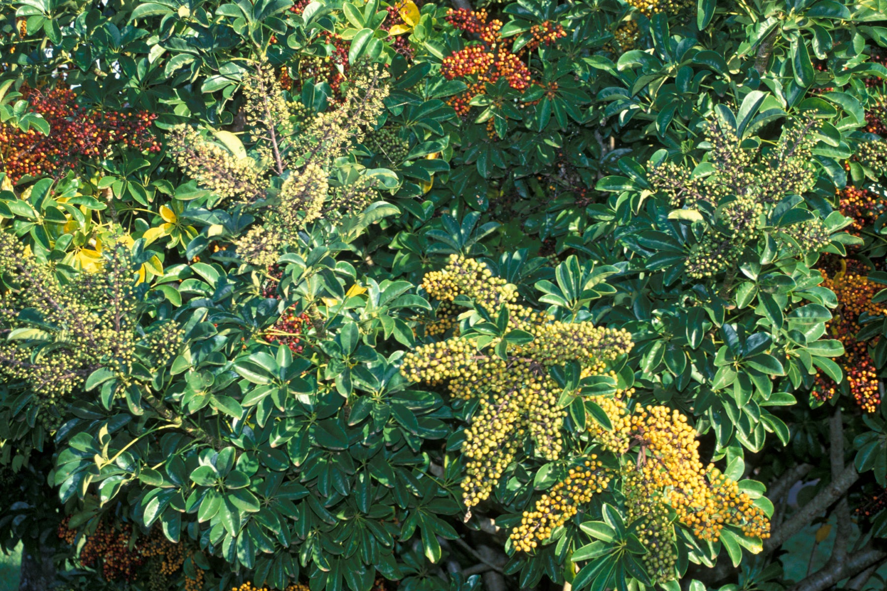 12" Schefflera Arboricola Variegated Braid plant photo
