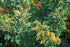 12" Schefflera Arboricola Variegated Braid plant photo