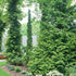 Arborvitae &