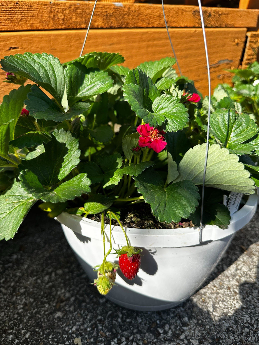 Strawberry Hanging Basket