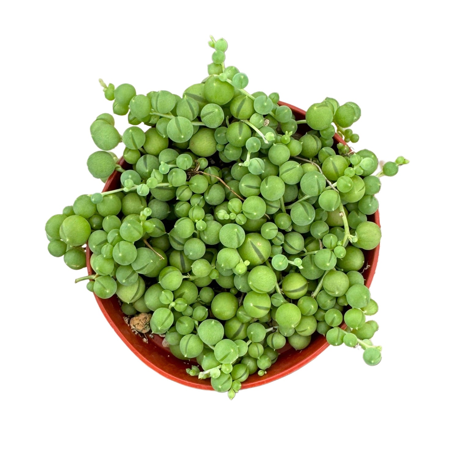 4" Succulent String of Pearls plant photo