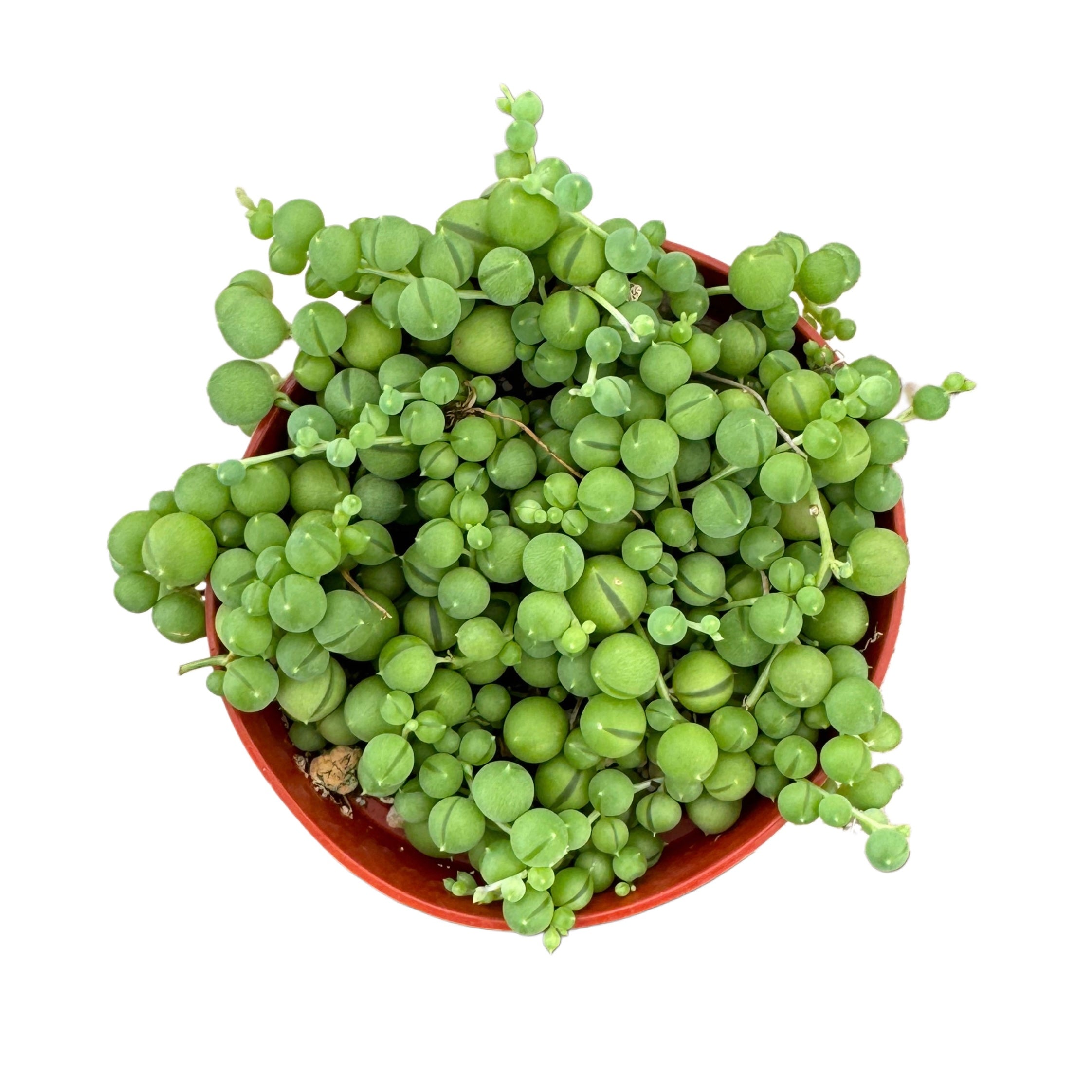 4" Succulent String of Pearls plant photo