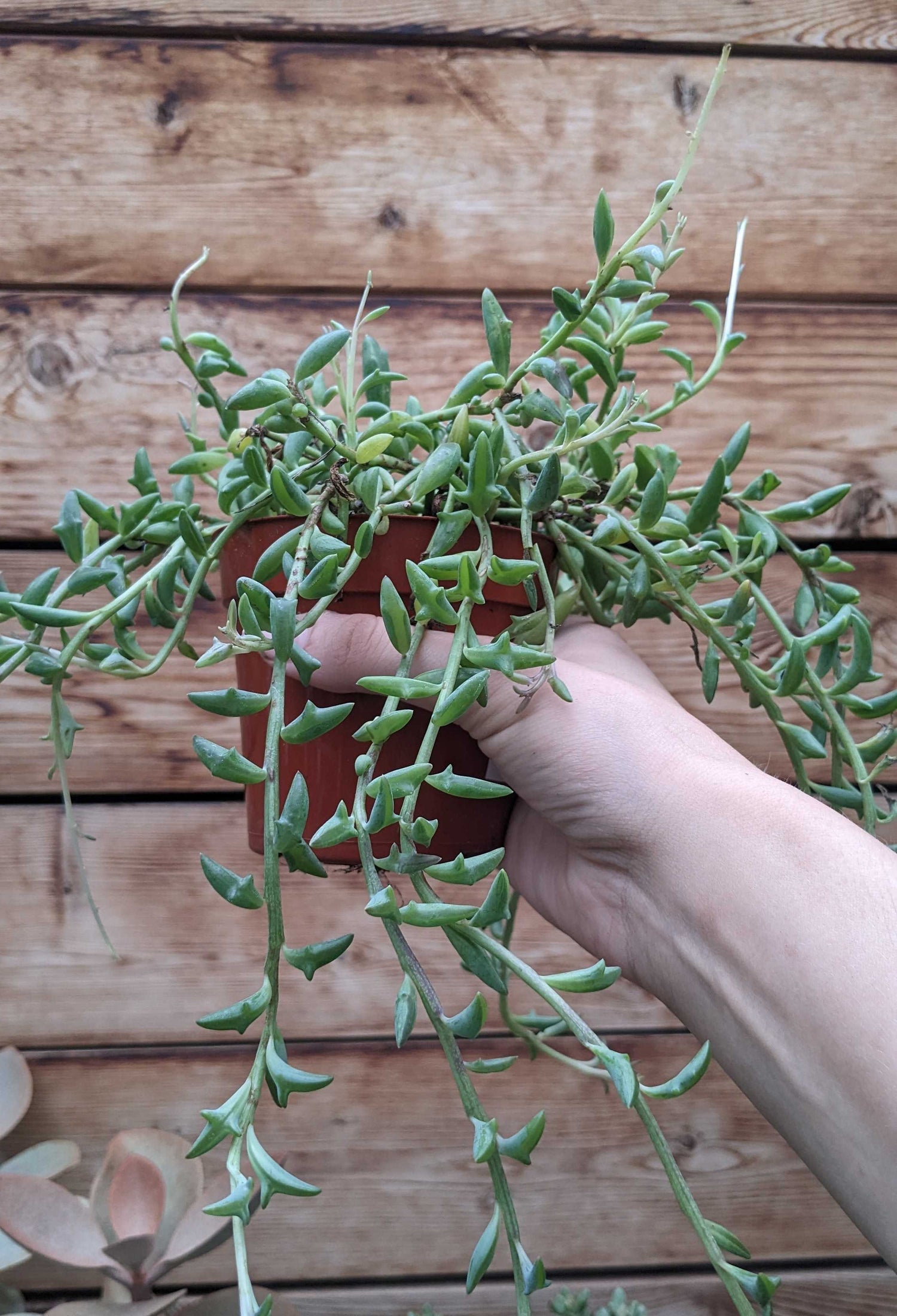 String of Dolphins
