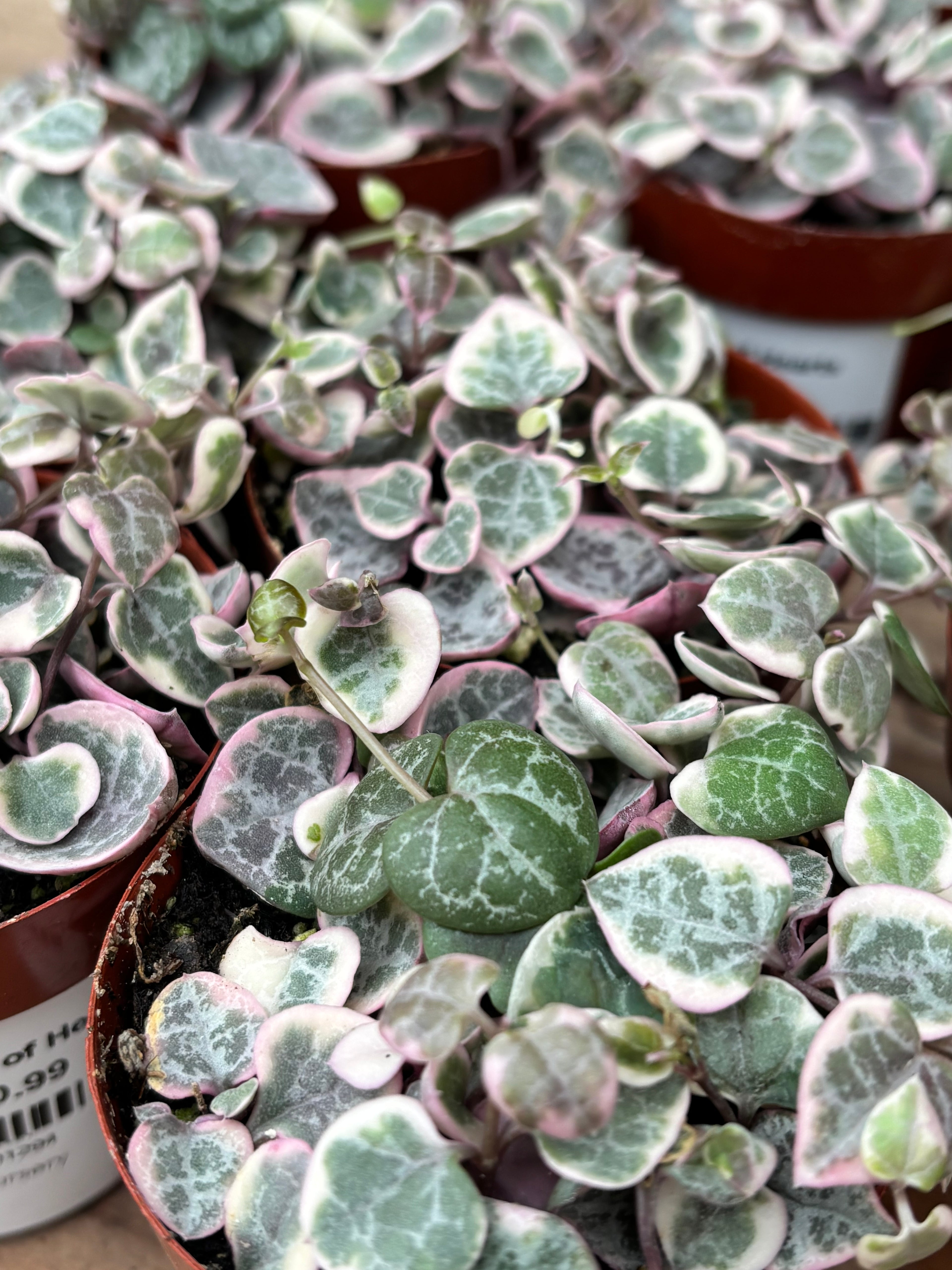 String of Hearts