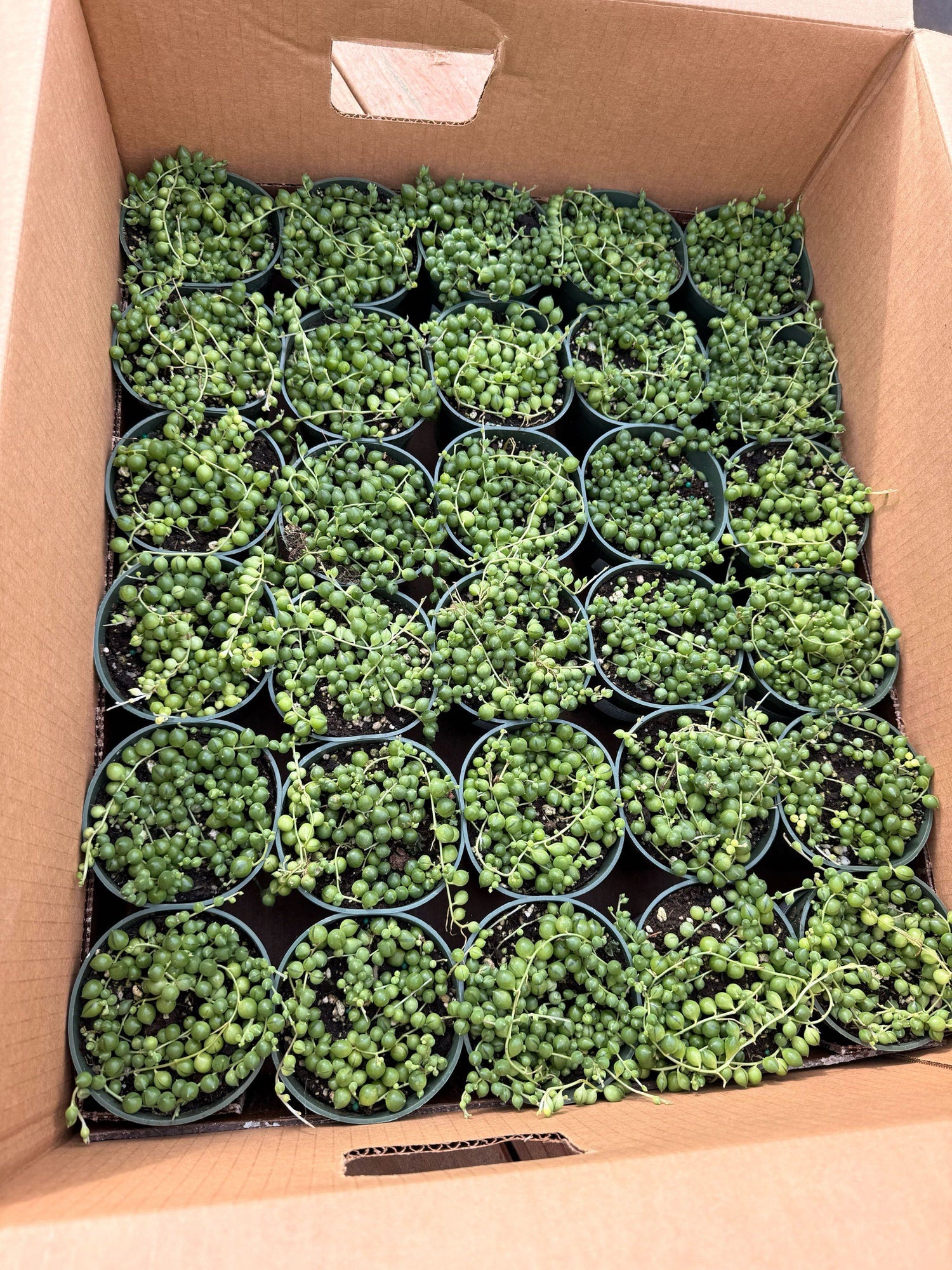 4" String of Pearls