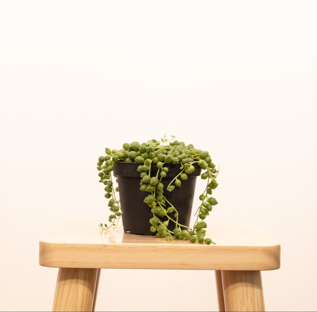 6" Succulent String of Pearl plant photo
