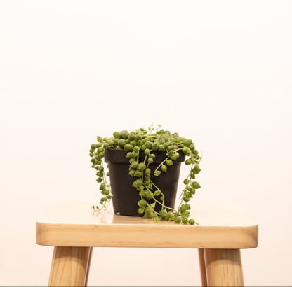 6" Succulent String of Pearl plant photo